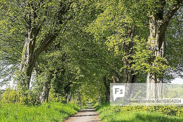 Europäische Hainbuche (Carpinus betulus)  Allee  Rügen  Mecklenburg-Vorpommern  Deutschland  Europa