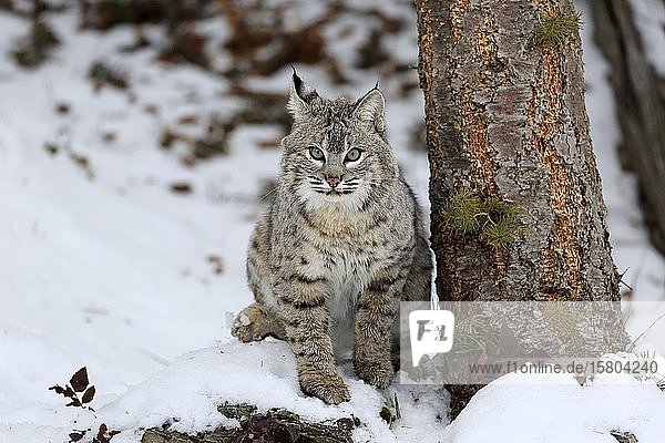 Bobcat (Lynx rufus)  erwachsen  im Winter  im Schnee  wachsam  in Gefangenschaft  Montana  Nordamerika  USA  Nordamerika
