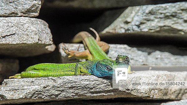 Östliche Smaragdeidechsen (Lacerta viridis) Tierpaar auf Steinmauer Serres Griechenland Europa