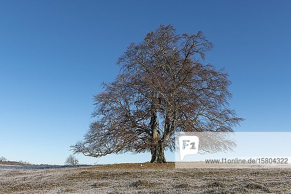 Rotbuche (Fagus sylvatica)  Winterlandschaft  Schwäbische Alb  Baden-Württemberg  Deutschland  Europa
