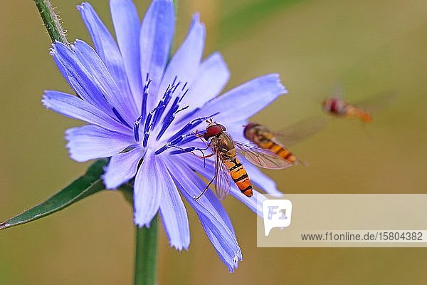Schwebfliegen (Syrphidae) auf der Blüte der Gemeinen Wegwarte (Cichorium intybus)  Hessen  Deutschland  Europa