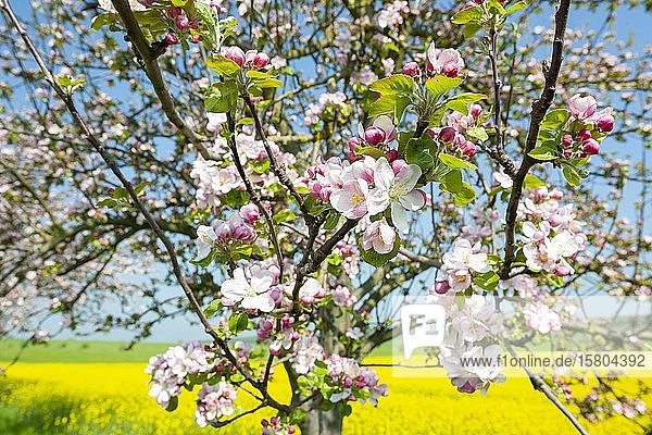 Blühender Apfelbaum (Malus domestica)  Thüringen  Deutschland  Europa