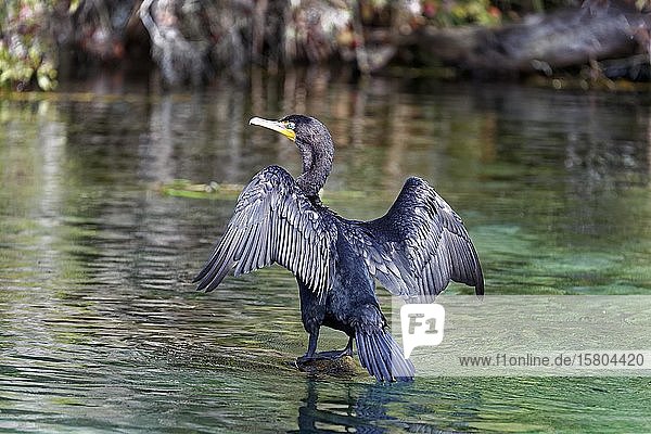 Ohrenscharbe (Phalacrocorax auritus), sitzt auf Baumstamm im Fluss und trocknet gespreizte Flügel, Rainbow River, Rainbow Springs State Park, Dunnelon, Florida, USA, Nordamerika