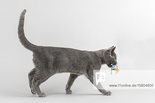 Breedcat Russian Blue (Felis silvestris catus) 12 weeks young animal with animal toy in mouth light grey background studio recording Austria Europe
