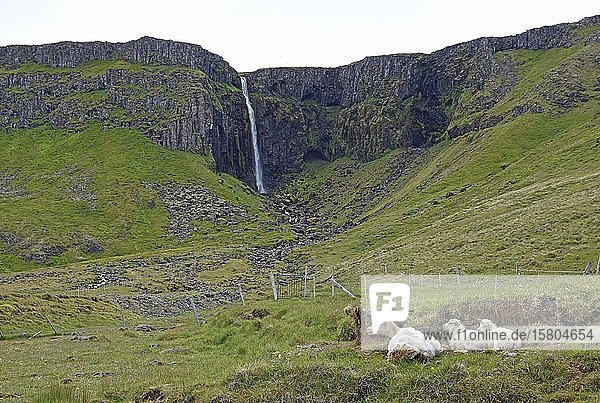 Mutterschaf mit zwei Lämmern  im Schutz einer Ferse liegend  vor dem Grundarfoss-Wasserfall  in der Nähe des Grundarfjörður  Halbinsel Snaefellsness  Island  Europa