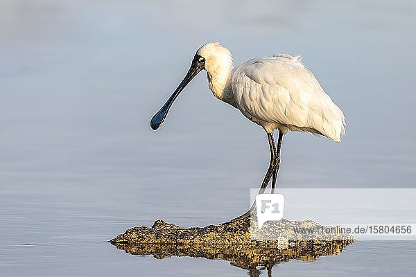 Royal Spoonbill (Platalea regia) Kaikoura Canterbury South Island New Zealand Oceania