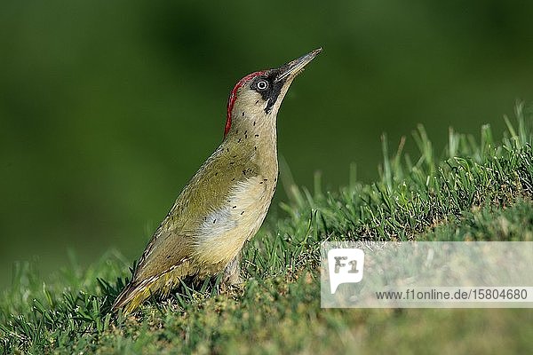 Grünspecht (Picus viridis) Weibchen mit Ameisen am Gefieder Serres Griechenland Europa