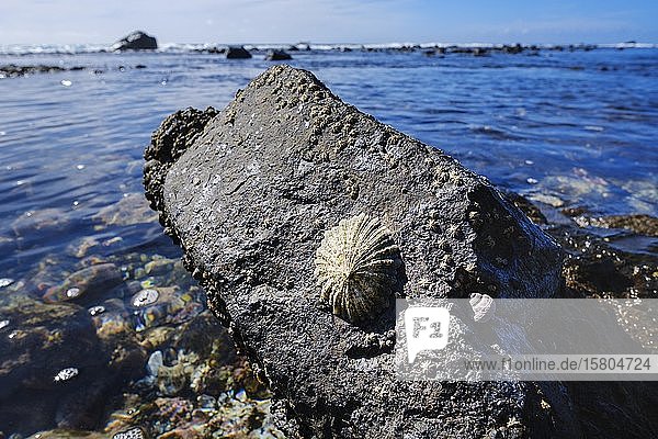 Napfschnecke (Patellidae) auf Stein in der Brandungszone  Valle Gran Rey  La Gomera  Kanarische Inseln  Spanien  Europa