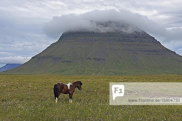 Islandpferd und Berg Kirkjufell in den Wolken  nahe Grundarfjördur  Snaefellsnes  Westisland  Island  Europa