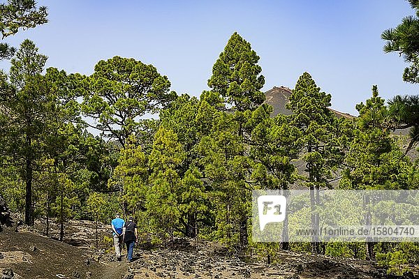 Wanderer am Weg zum Vulkan Martin auf La Palma La Palma Kanaren Spanien Europa