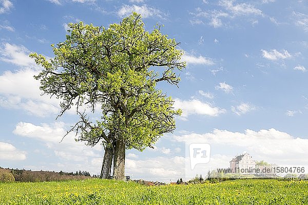 Frühling auf dem Bodanrück mit Schloss Freudental Allensbach Baden-Württemberg Deutschland Europa