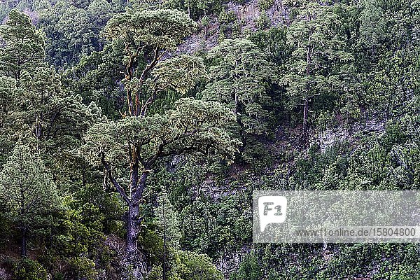 Majestätische Kanarische Kiefer (Pinus canariensis) La Palma Kanaren Spanien Europa