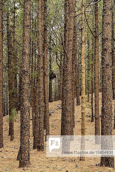 Wald mit Kanarische Kiefer (Pinus canariensis) Hochformat La Palma Kanaren Spanien Europa