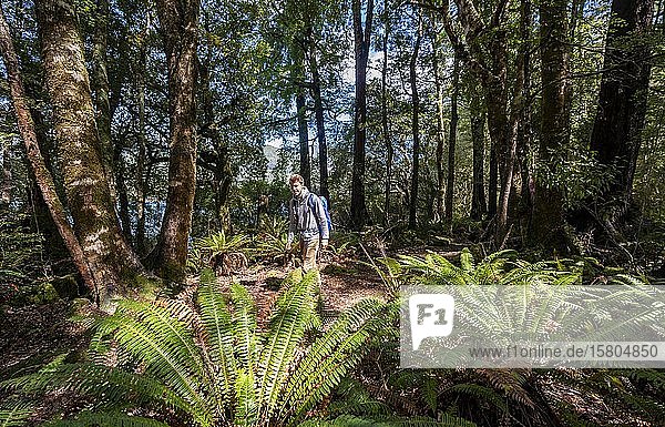 Hikers in the jungle with big ferns  near Lake Rotoroa  Nelson Lakes National Park  Tasman Region  South Island  New Zealand  Oceania