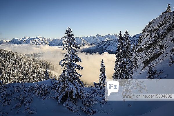 Winterwald mit Allgäuer Alpen  Ritzlern  Kleinwalsertal  Vorarlberg  Österreich  Europa