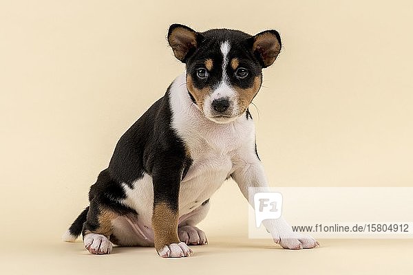 Basenji oder Kongo Terrier (Canis lupus familiaris)  Jungtier  6 Wochen  tricolor  sitzend  seitwärts  Studioaufnahme mit sandfarbenem Hintergrund  Österreich  Europa