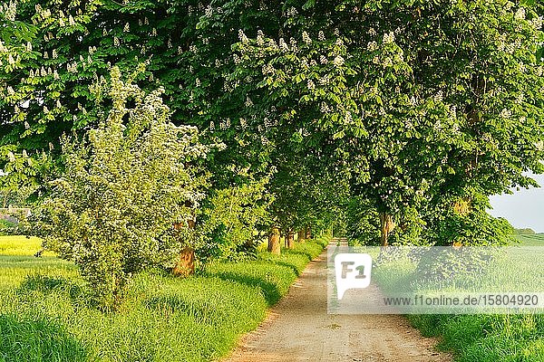 Field path through avenue with flowering Horse chestnuts (Aesculus) in spring  Mecklenburg-Western Pomerania  Germany  Europe