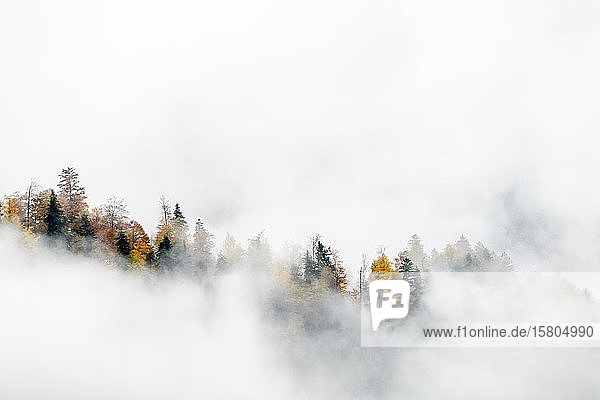 Autumn forest with fog  Lenggries  Upper Bavaria  Germany  Europe