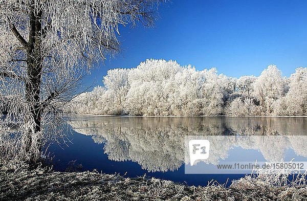 Kalter Wintertag an der Saale  Bäume mit Frost und Schnee bedeckt  Wasserspiegelung  Naturpark Unteres Saaletal  Sachsen-Anhalt  Deutschland  Europa