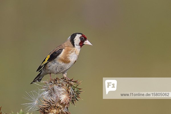 European goldfinch (Carduelis carduelis) sitting on a thistle (Carduus nutans) Lake Neusiedl Burgenland Austria Europe