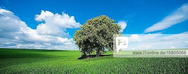 Panorama  Große solitäre Rosskastanie (Aesculus) in voller Blüte auf einer grünen Wiese im Frühling  blauer Himmel mit Kumuluswolken  Saalekreis  Sachsen-Anhalt  Deutschland  Europa