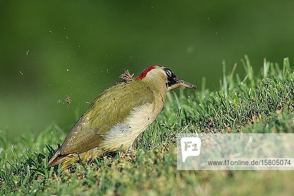 Grünspecht (Picus viridis) Weibchen schüttelt Ameisen aus dem Gefieder Serres Griechenland Europa