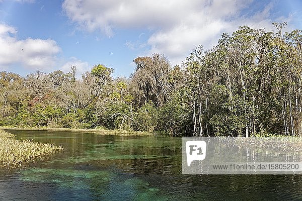 River landscape  reeds  trees with Spanish moss or (Tillandsia usneoides)  Rainbow River  Rainbow Springs State Park  Dunnelon  Florida  USA  North America