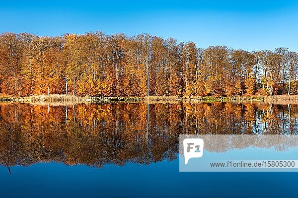 Herbst am Schweingartensee  Bunte Waldspiegelungen  Müritz-Nationalpark  Mecklenburg-Vorpommern  Deutschland  Europa