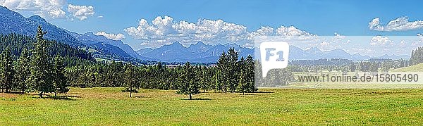 Naturbiotop mit saftigen Wiesen und Ammergauer Alpen  Alpenvorland  Unterreithen  Bayern  Deutschland  Europa