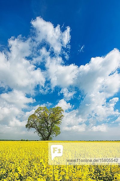 Kulturlandschaft im Frühling  große alte Linde (Tilia) in blühendem Rapsfeld  blauer Himmel mit Kumuluswolken  Burgenlandkreis  Sachsen-Anhalt  Deutschland  Europa