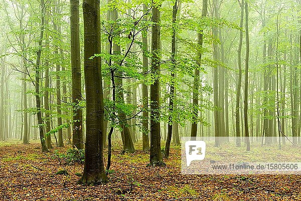 Natürlicher Buchenwald (Fagus) mit Nebel im Frühling  frisches Grün  Burgenlandkreis  Sachsen-Anhalt  Deutschland  Europa