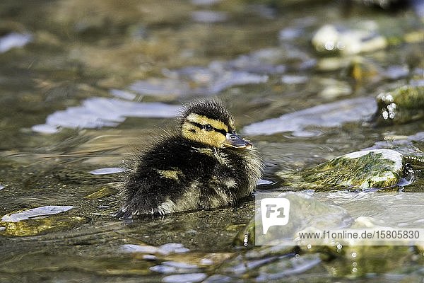 Stockente (Anas platyrhynchos) Küken schwimmt im Bach Weizbach Weiz Österreich Europa