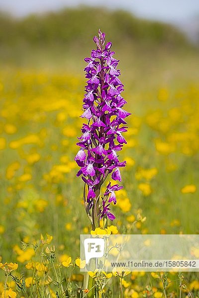 Robust orchid Orchis palustris ssp. robusta Orchis robusta