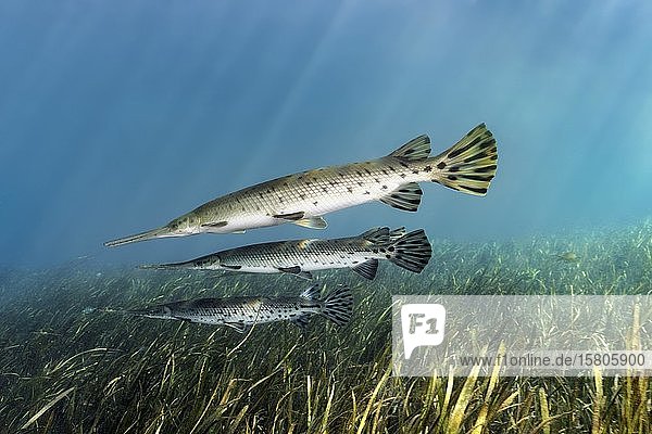 Florida Knochenhecht (Lepisosteus platyrhincus), drei, schwimmt über Unterwasserpflanzen, Rainbow River, Rainbow Springs State Park, Dunnelon, Florida, USA, Nordamerika