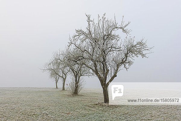 Obstbäume im Nebel  Schwäbische Alb  Baden-Württemberg  Deutschland  Europa