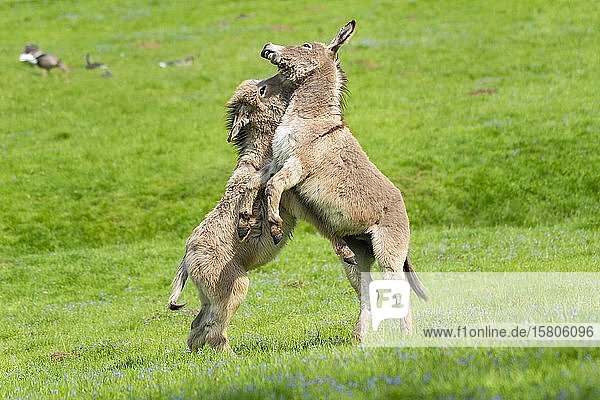 Esel oder (Equus asinus asinus)  spielerisch kämpfende Jungtiere  Fohlen  Deutschland  Europa