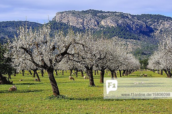 Almond blossom  flowering almond trees  almond plantation with sheep near Bunyola  Serra de Tramuntana  Majorca  Balearic Islands  Spain  Europe