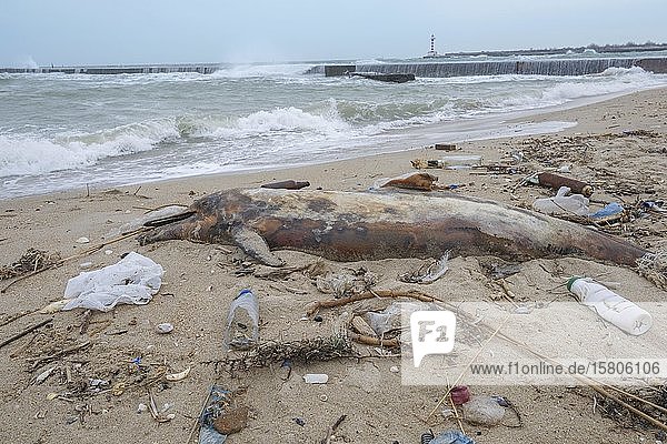 Ein toter Delfin  der an den Sandstrand gespült wurde  ist von Plastikmüll  Flaschen  Plastiktüten und anderem Plastikmüll umgeben  Plastikverschmutzung im Meer tötet Meerestiere  Schwarzes Meer  Odessa  Ukraine  Europa