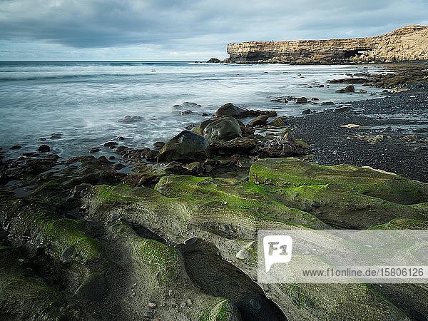 Mit grünen Algen bewachsene Steine bei Ebbe an einer Küstenlandschaft La Pared Fuerteventura Kanaren Spanien Europa