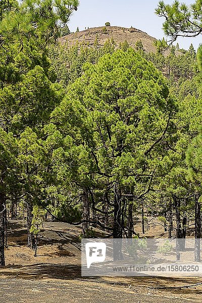 Landschaft am Wanderweg Ruta de los Vulkanes La Palma Kanaren Spanien Europa