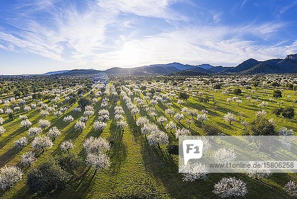 Mandelblüte  blühende Mandelbäume  Mandelplantage bei Bunyola  Serra de Tramuntana  Luftaufnahme  Mallorca  Balearische Inseln  Spanien  Europa