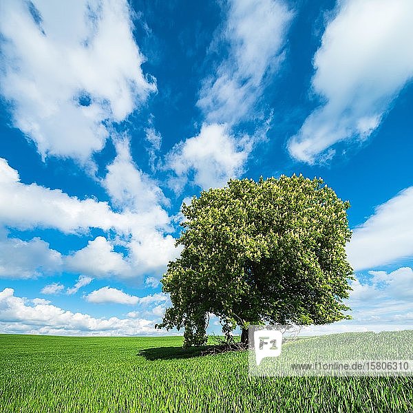 Große solitäre Rosskastanie (Aesculus) in voller Blüte auf einer grünen Wiese im Frühling  blauer Himmel mit Kumuluswolken  Saalekreis  Sachsen-Anhalt  Deutschland  Europa