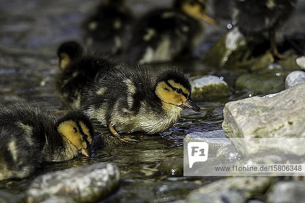 Stockenten (Anas platyrhynchos) Küken im Wasser Weizbach Weiz Österreich Europa