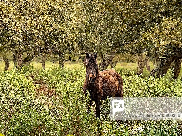 Halbwildes Pferd im Korkeichenwald im Regen Giara di Gesturi Sardinien Italien Europa