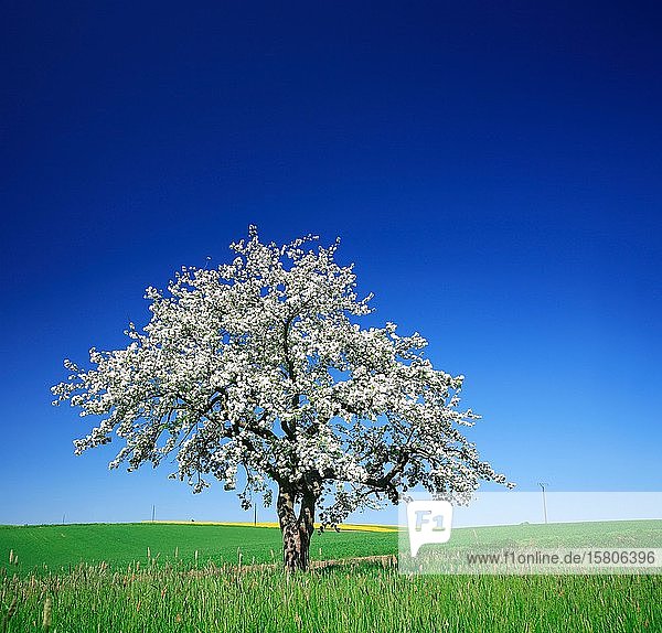 Kirschbaum (Prunus) in voller Blüte unter blauem Himmel inmitten von Feldern und Wiesen  Saalekreis  Sachsen-Anhalt  Deutschland  Europa