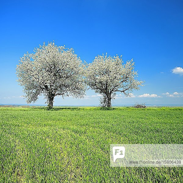 Grüne Wiese im Frühling  blühende Kirschbäume (Prunus)  blauer Himmel mit Wolken  Unstrut-Hainich-Kreis  Thüringen  Deutschland  Europa