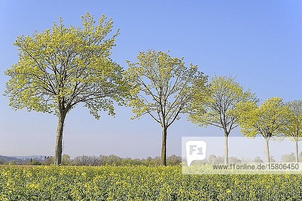 Ahorn (Acer)  Baumreihe im Frühling mit blauem Himmel auf einem Rapsfeld (Brassica napus)  Blütezeit  Nordrhein-Westfalen  Deutschland  Europa