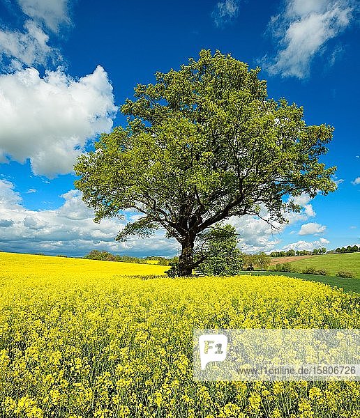 Kulturlandschaft im Frühling  große Solitär-Eiche (Quercus) in einem Getreidefeld  blauer Himmel mit Kumuluswolken  Burgenlandkreis  Sachsen-Anhalt  Deutschland  Europa