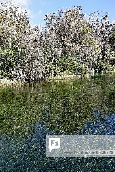 Flusslandschaft  Schilf unter Wasser  Bäume mit Spanischem Moos oder (Tillandsia usneoides)  Rainbow River  Rainbow Springs State Park  Dunnelon  Florida  USA  Nordamerika