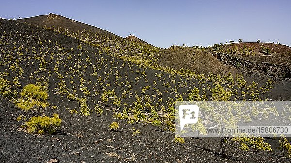 Landschaft an der Baumgrenze zum Vulkan Martin auf dem Wanderweg Ruta de los Vulkanes La Palma Kanaren Spanien Europa